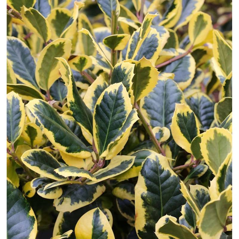 Gelbbunte Stechpalme Ilex Golden King 40-60cm - Ilex altaclerensis von Die Nr-01.de