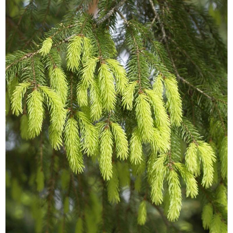 Gelbe Fichte 60-70cm - Picea abies Aurea von Die Nr-01.de