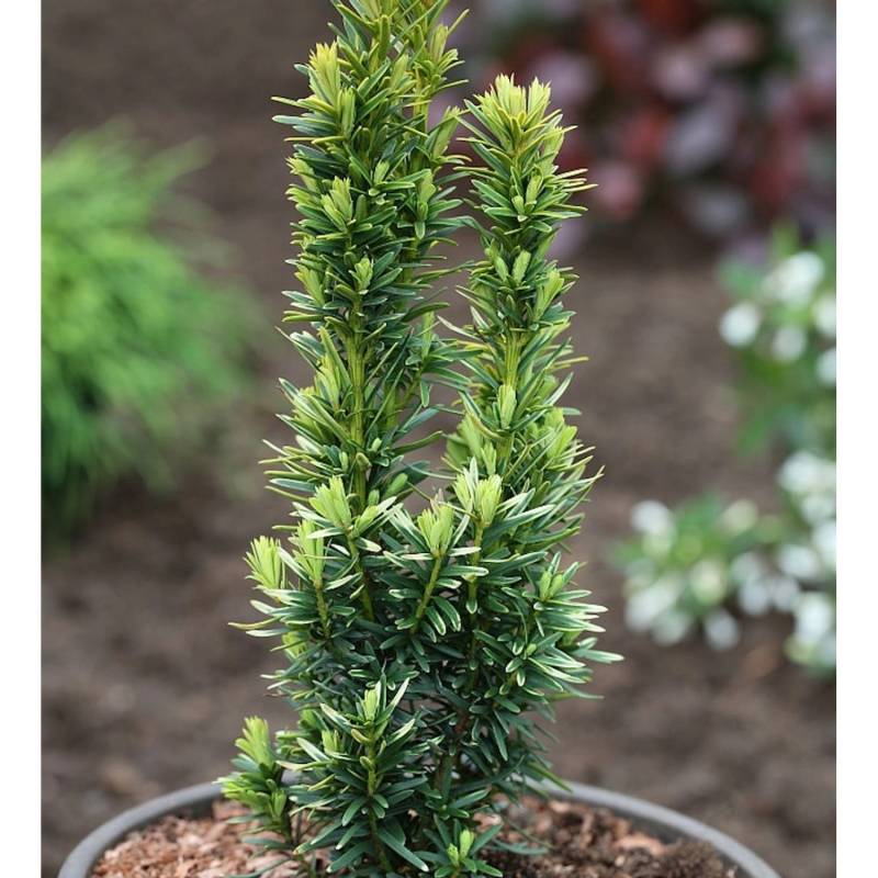 Gelbe Säulen Eibe David 70-80cm - Taxus baccata Gelbe Säulen Eibe David 70-80cm - Taxus baccata von Die Nr-01.de