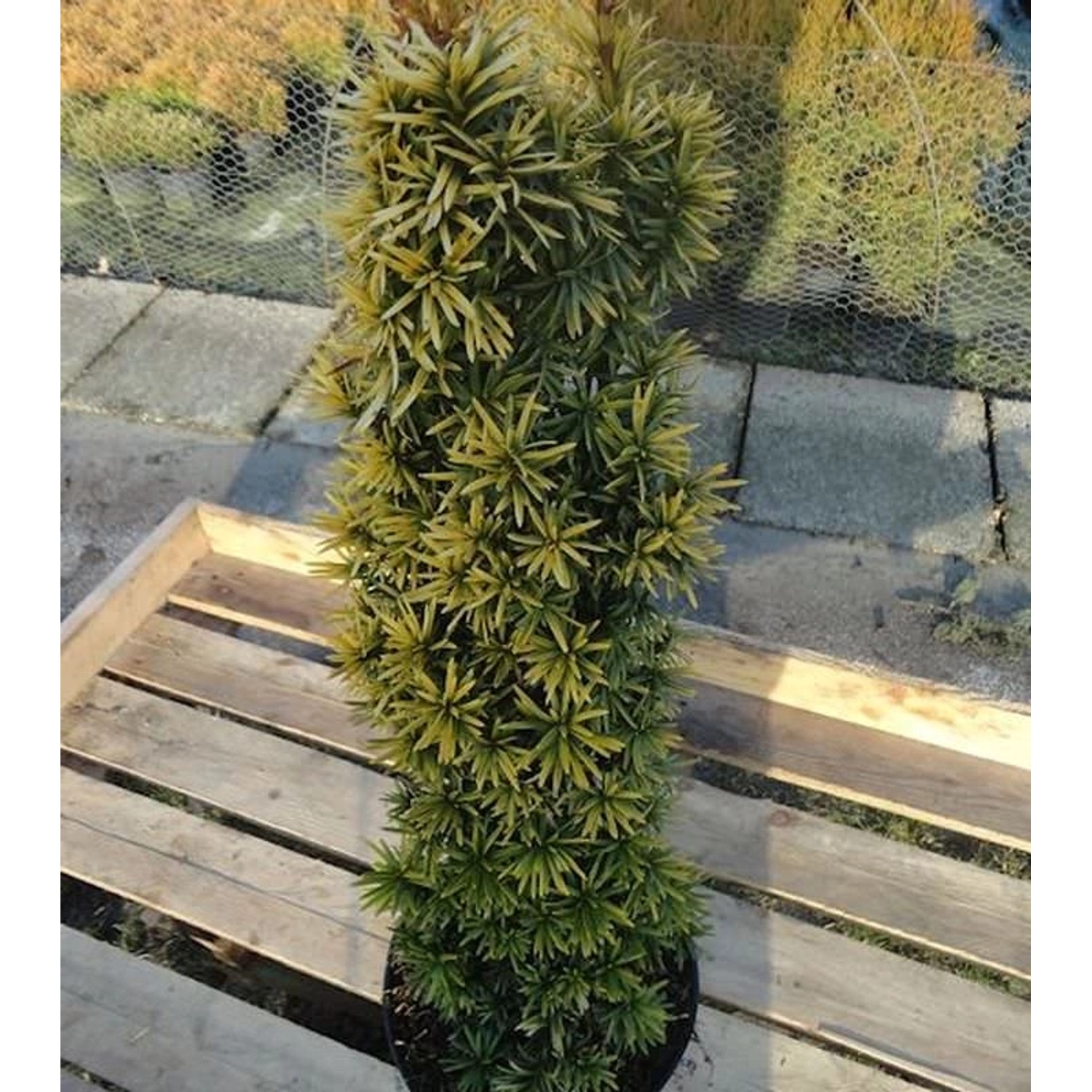 Gelbe Säulen Eibe Standishii 40-50cm - Taxus baccata von Die Nr-01.de
