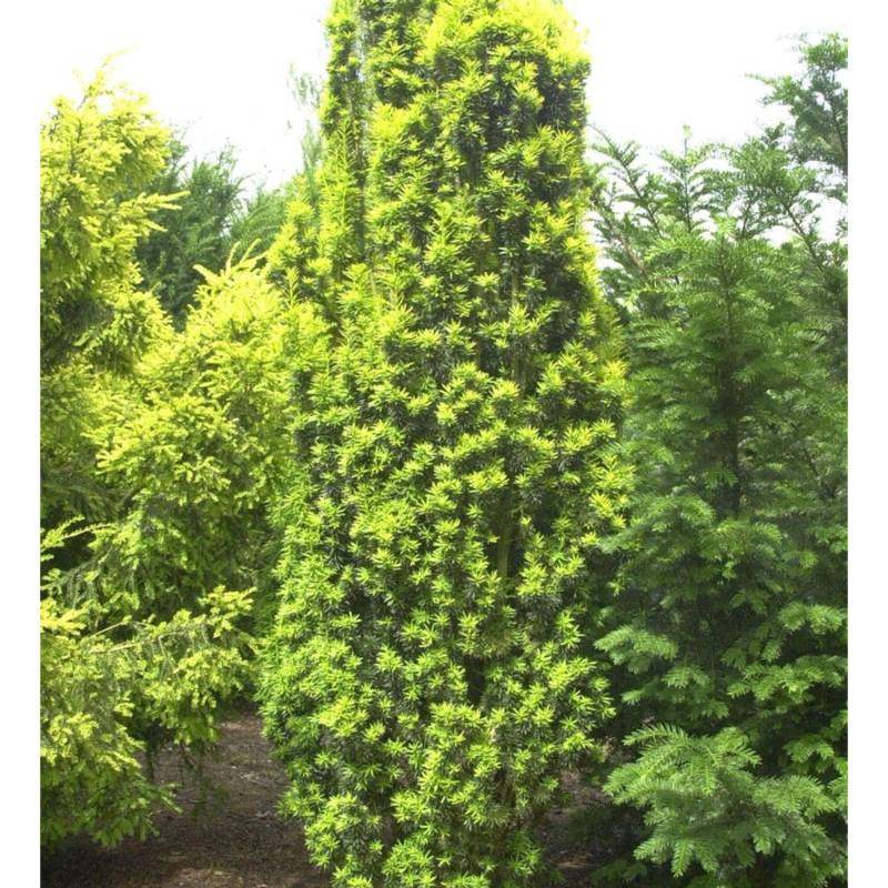 Gelbe Säuleneibe 40-60cm - Taxus baccata Fastigiata Aureomarginata Gelbe Säuleneibe 40-60cm - Taxus baccata Fastigiata Aureomarginata von Die Nr-01.de