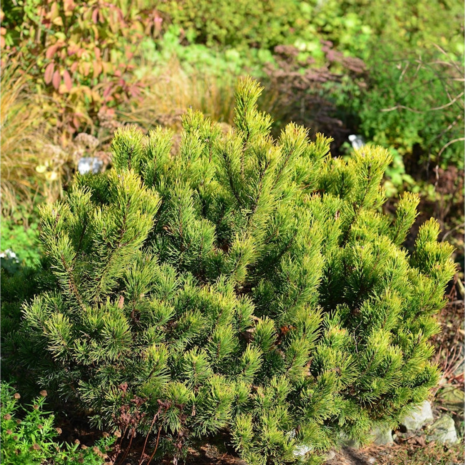 Gelbe Zwergkiefer Ophir 30-40cm - Pinus mugo von Die Nr-01.de