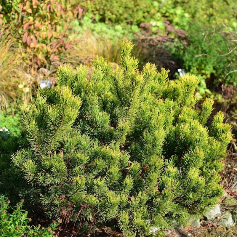 Gelbe Zwergkiefer Ophir 30-40cm - Pinus mugo von Die Nr-01.de