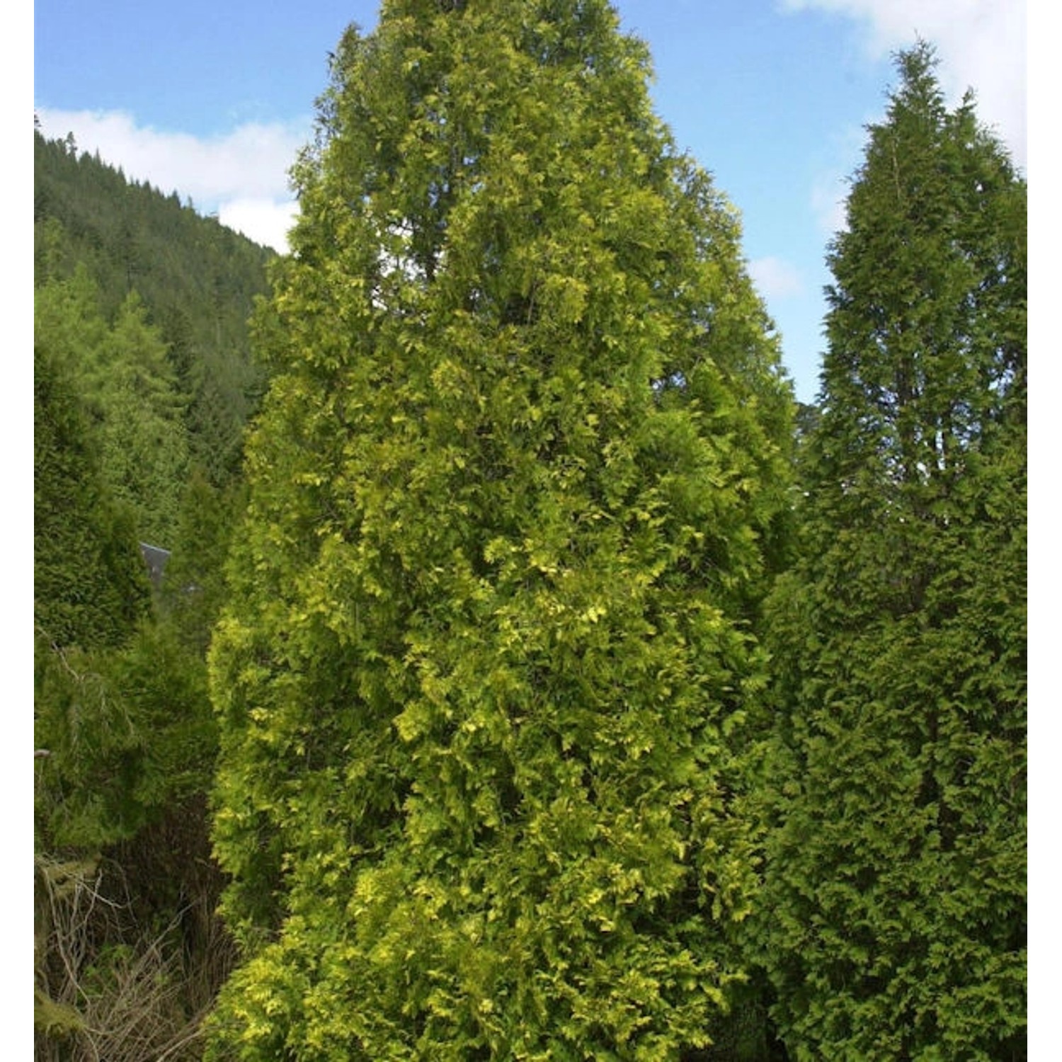 Gelber Riesenlebensbaum 30-40cm - Thuja plicata Gelber Riesenlebensbaum 30-40cm - Thuja plicata von Die Nr-01.de