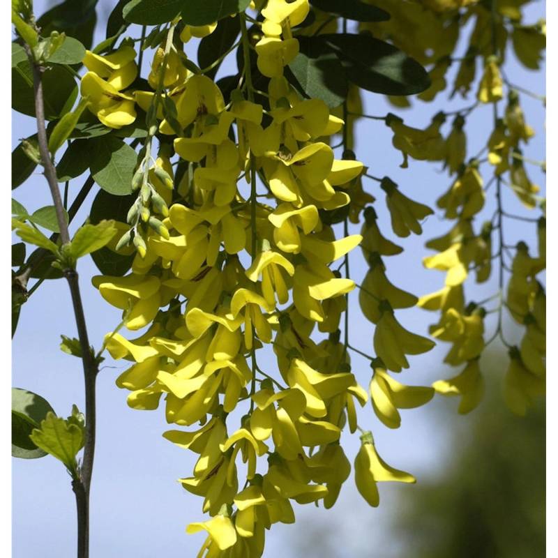 Gemeiner Goldregen Yellow Rocket 80-100cm - Laburnum anagyroides von Die Nr-01.de
