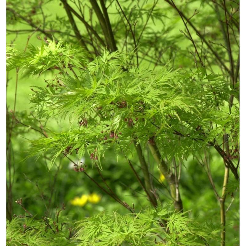 Geschlitztblättriger Fächer Ahorn Seiryu 125-150cm - Acer palmatum Geschlitztblättriger Fächer Ahorn Seiryu 125-150cm - Acer palmatum von Die Nr-01.de