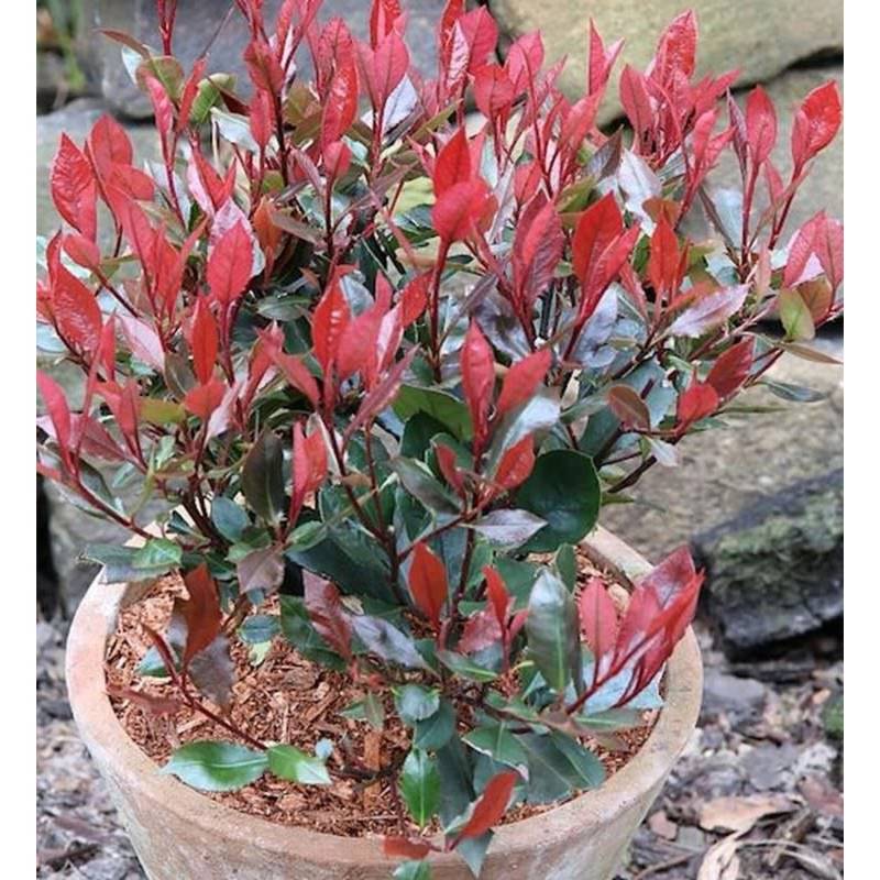Glanzmispel Little Red Robin 80-100cm - Photinia fraseri von Die Nr-01.de