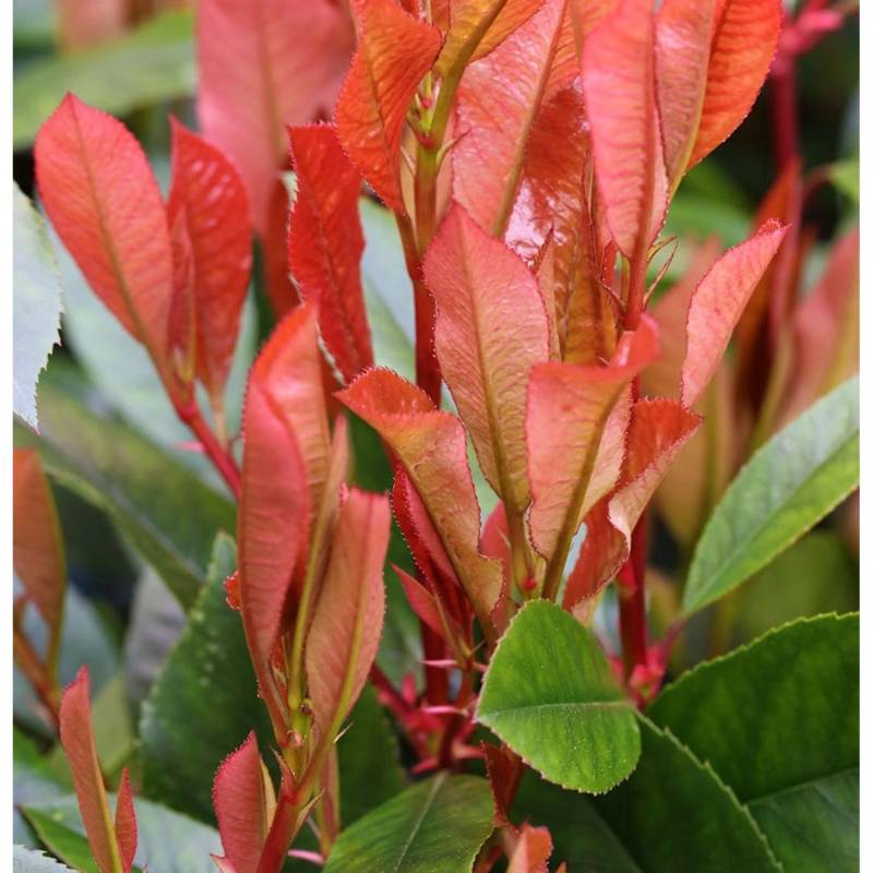 Glanzmispel Red Robin 100-125cm - Photinia fraseri von Die Nr-01.de
