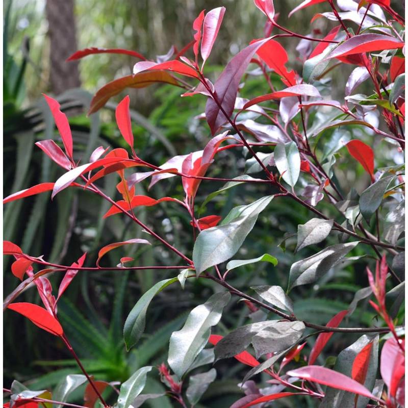Glanzmispel Red Select 100-125cm - Photinia fraseri von Die Nr-01.de