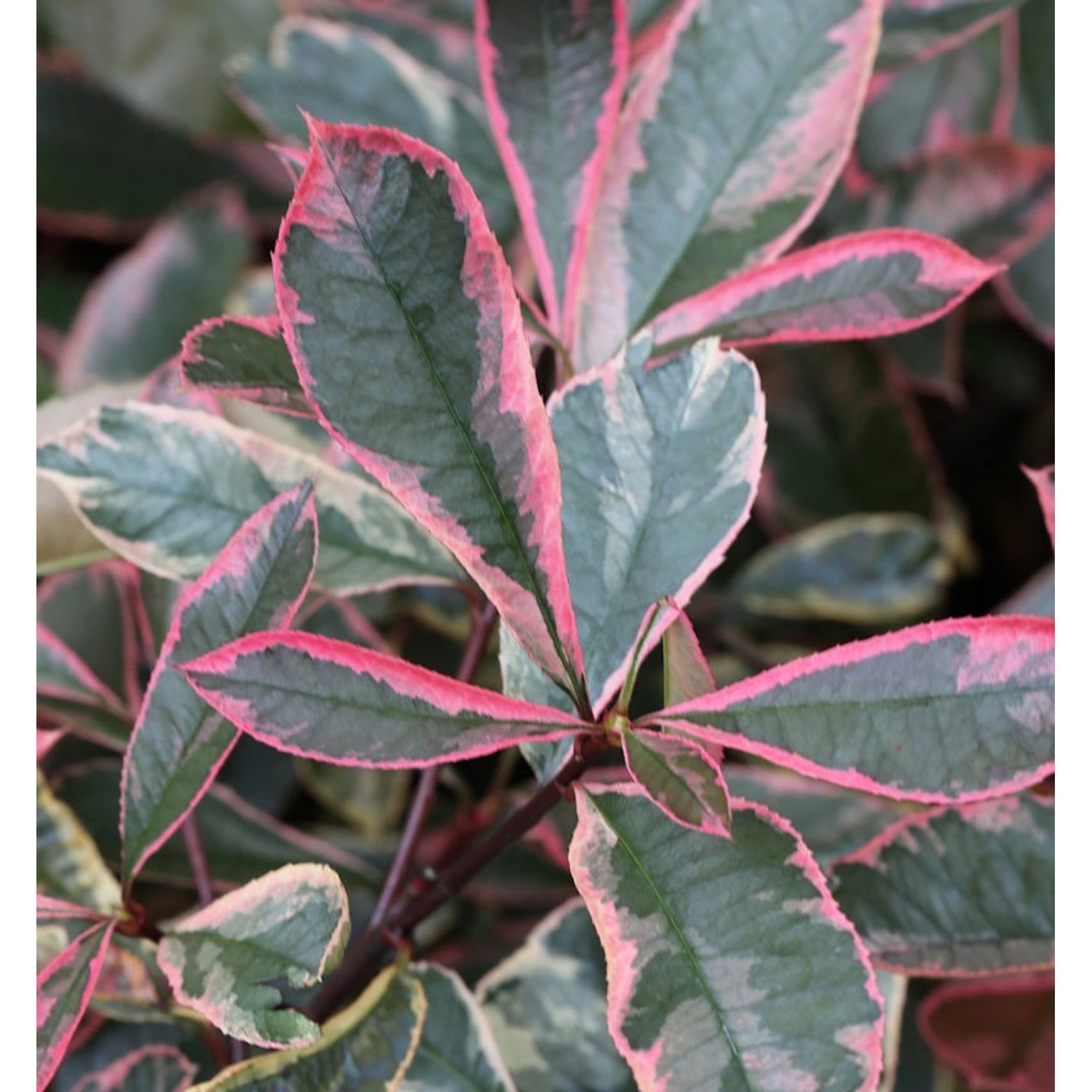 Glanzmispeln Pink Marble 100-125cm - Photinia fraseri Glanzmispeln Pink Marble 100-125cm - Photinia fraseri von Die Nr-01.de