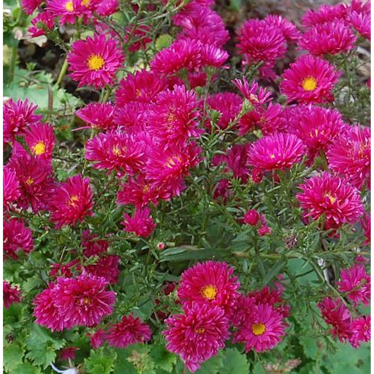 Glattblattaster Royal Ruby - Aster novi belgii Glattblattaster Royal Ruby - Aster novi belgii von Die Nr-01.de