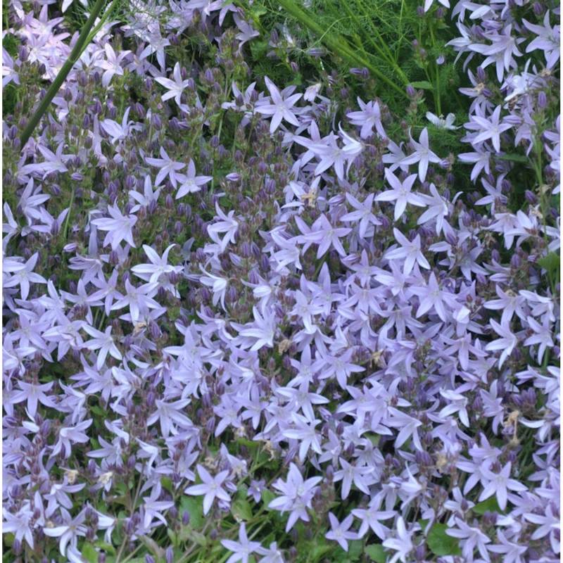 Glockenblume Blue Gown - Campanula poscharskyana von Die Nr-01.de