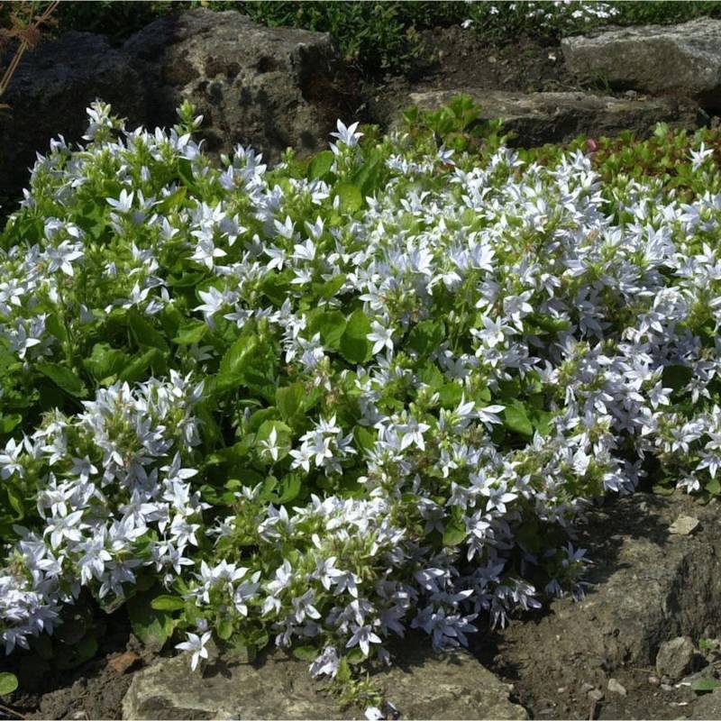 Glockenblume weiß - Campanula poscharskyana von Die Nr-01.de