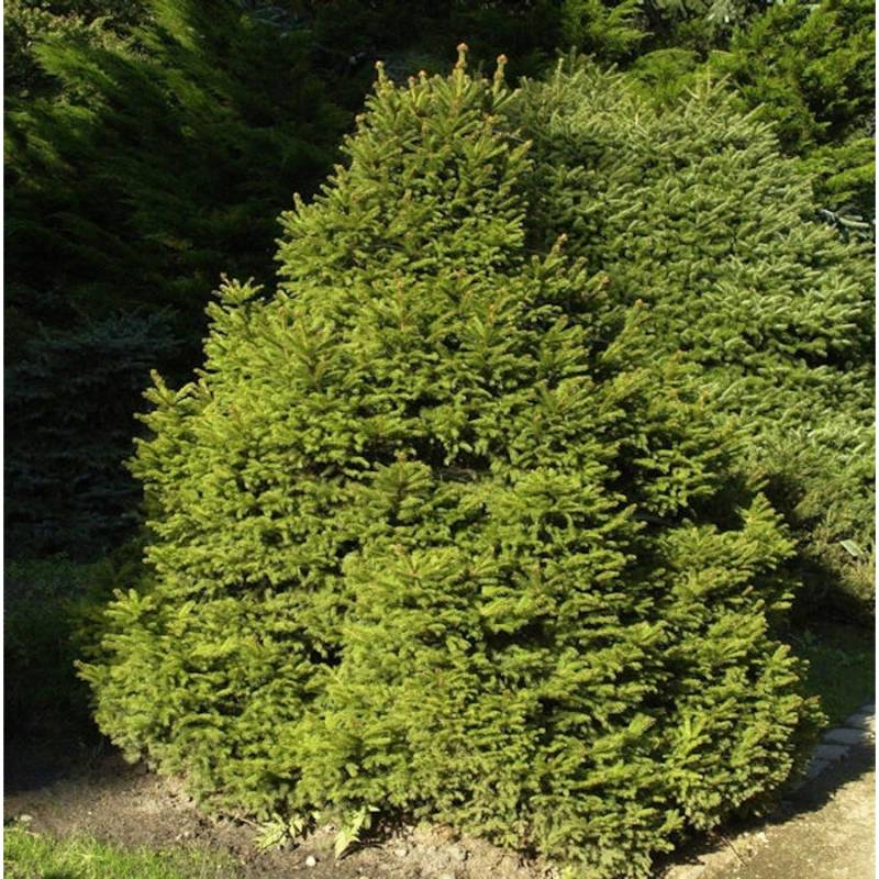 Gnomfichte 30-40cm - Picea abies von Die Nr-01.de