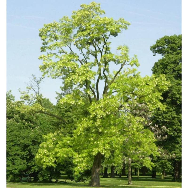 Gold Robinie 125-150cm - Robinia pseudoacacia von Die Nr-01.de