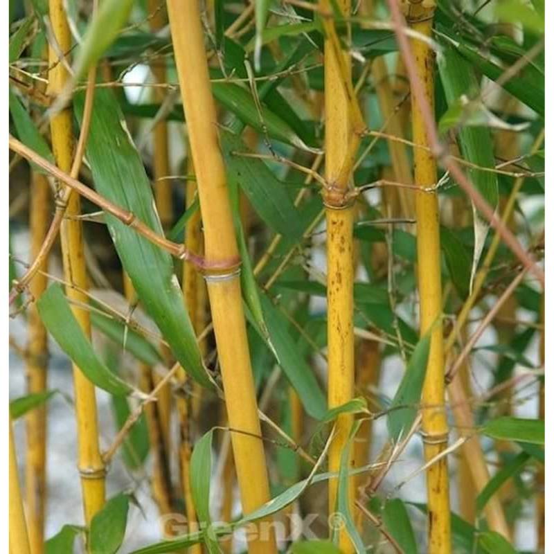 Goldener Peking Bambus 100-125cm - Phyllostachys aureocaulis Goldener Peking Bambus 100-125cm - Phyllostachys aureocaulis von Die Nr-01.de