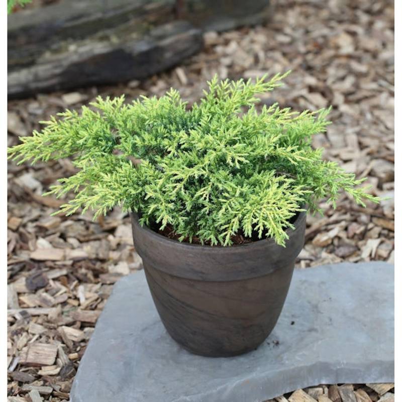 Goldener Strauchwacholder Gold Star 50-60cm - Juniperus media von Die Nr-01.de