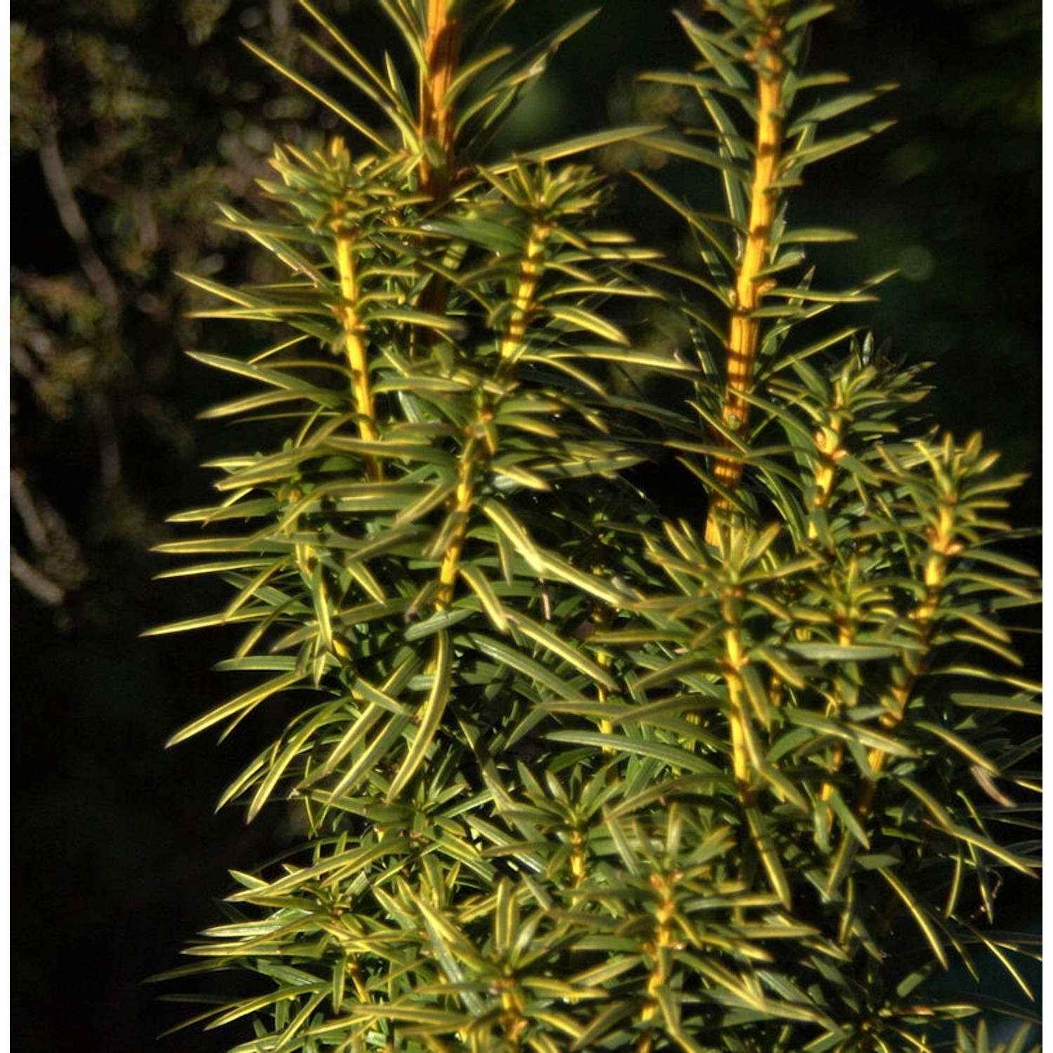 Goldgelbe Säuleneibe Goldstar 80-90cm - Taxus baccata von Die Nr-01.de