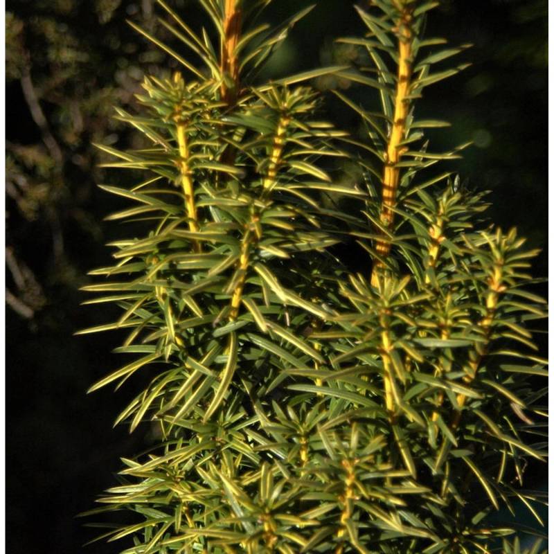 Goldgelbe Säuleneibe Goldstar 80-90cm - Taxus baccata Goldgelbe Säuleneibe Goldstar 80-90cm - Taxus baccata von Die Nr-01.de