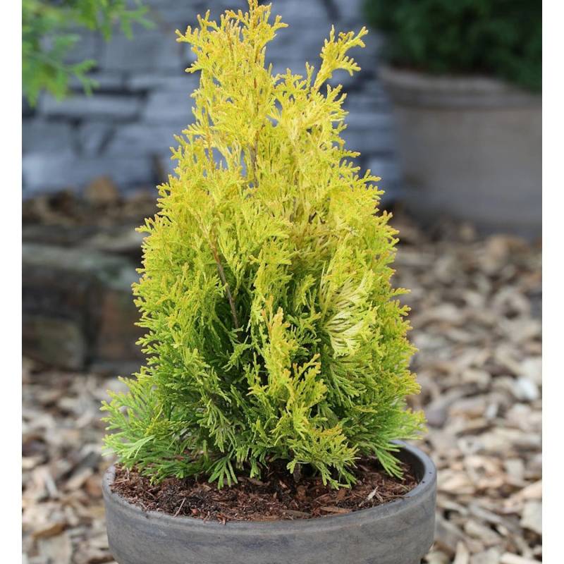 Goldgelber Lebensbaum Jantar 125-150cm - Thuja occidentalis Goldgelber Lebensbaum Jantar 125-150cm - Thuja occidentalis von Die Nr-01.de