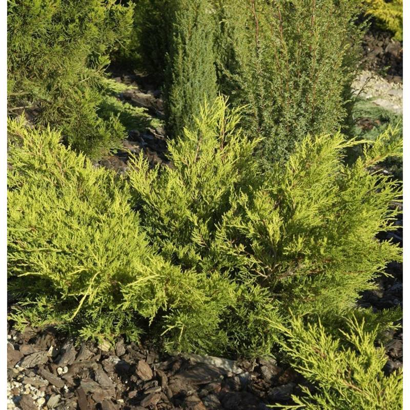 Goldgelber Wacholder Gold Coast 60-80cm - Juniperus media von Die Nr-01.de