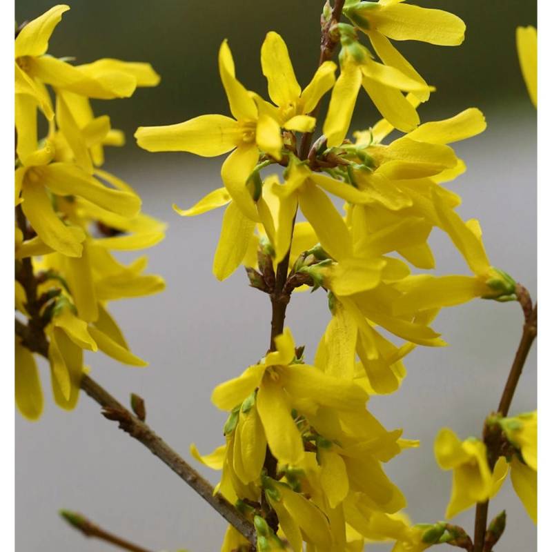 Goldglöckchen Spectabilis 60-80cm - Forsythia intermedia von Die Nr-01.de