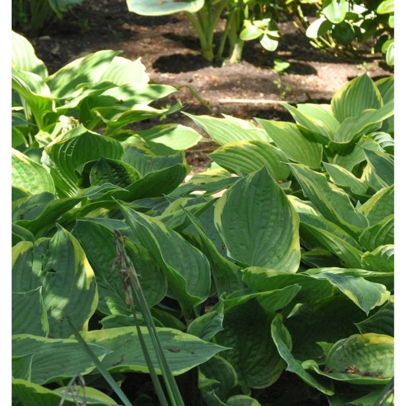 Goldrandfunkie - großer Topf - Hosta fortunei von Die Nr-01.de
