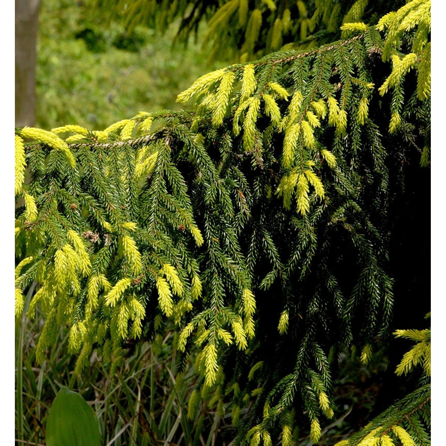 Goldspitzen-Fichte Aureaospicata 80-100cm - Picea orientalis von Die Nr-01.de