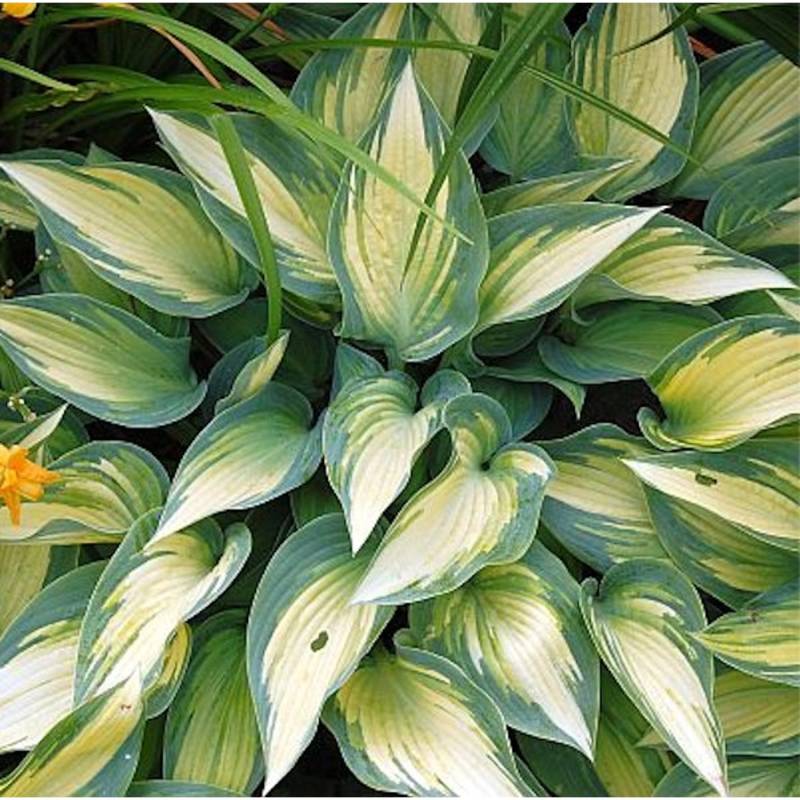 Graublattfunkie June - großer Topf - Hosta tardiana von Die Nr-01.de