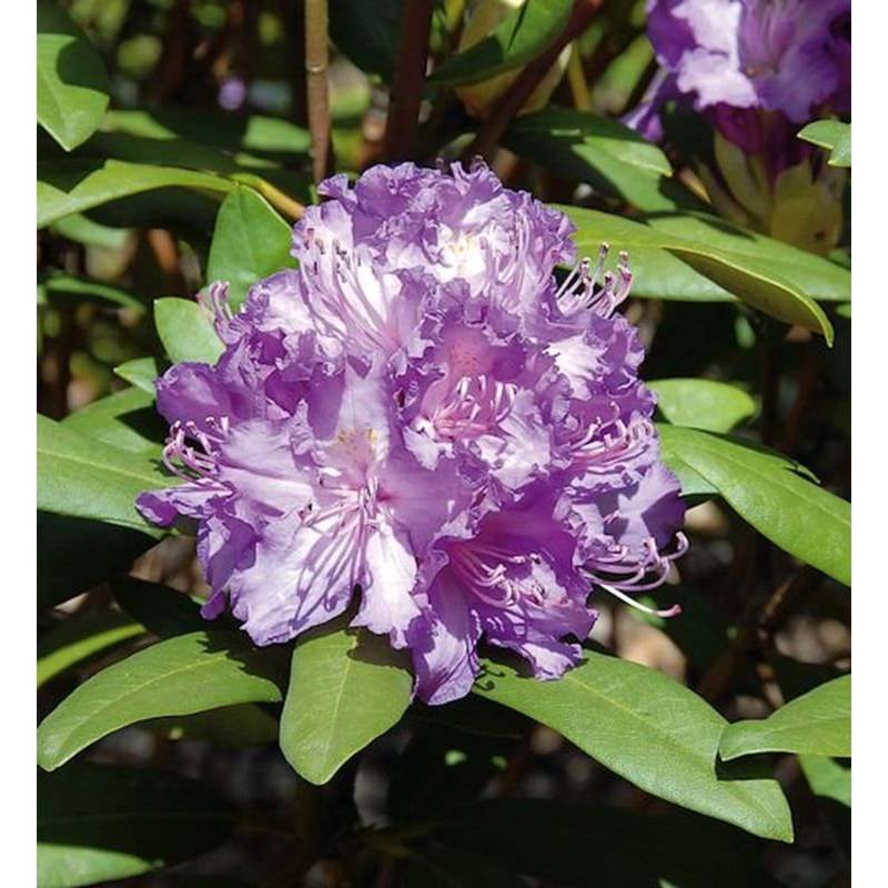 Großblumige Rhododendron Alfred 60-70cm - Alpenrose von Die Nr-01.de