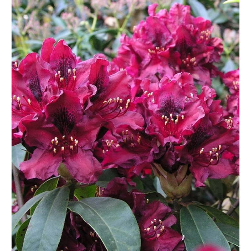 Großblumige Rhododendron Black Widow 30-40cm - Alpenrose von Die Nr-01.de
