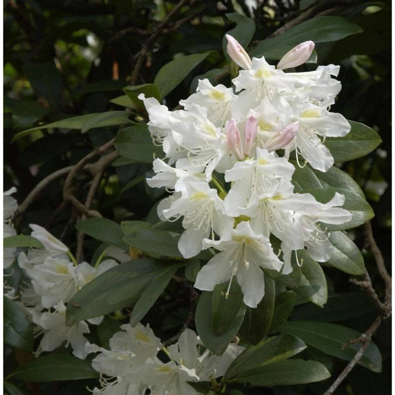 Großblumige Rhododendron Cunningham White 40-50cm - Alpenrose von Die Nr-01.de