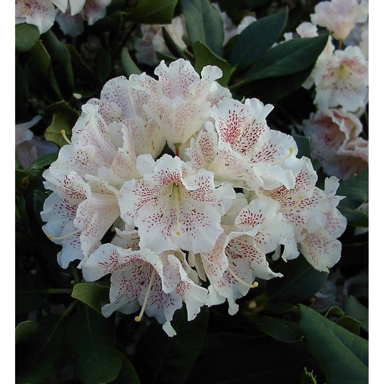 Großblumige Rhododendron Double Dots 60-70cm - Alpenrose Großblumige Rhododendron Double Dots 60-70cm - Alpenrose von Die Nr-01.de