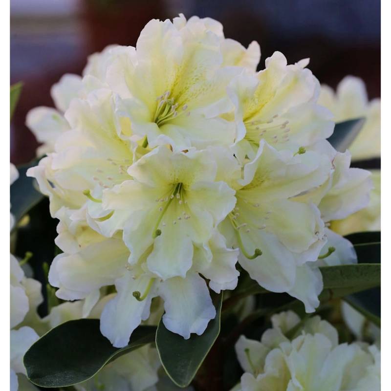 Großblumige Rhododendron Dufthecke Gelb 30-40cm - Alpenrose von Die Nr-01.de