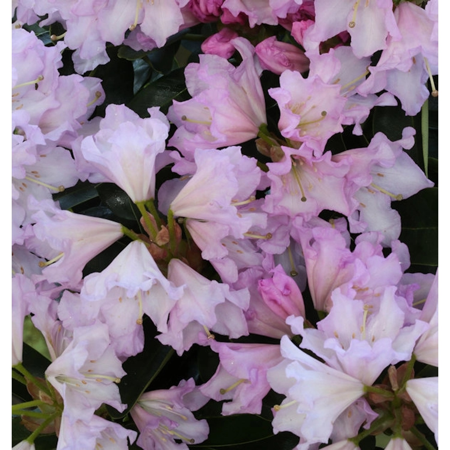 Großblumige Rhododendron Dufthecke Rosa 30-40cm - Alpenrose von Die Nr-01.de