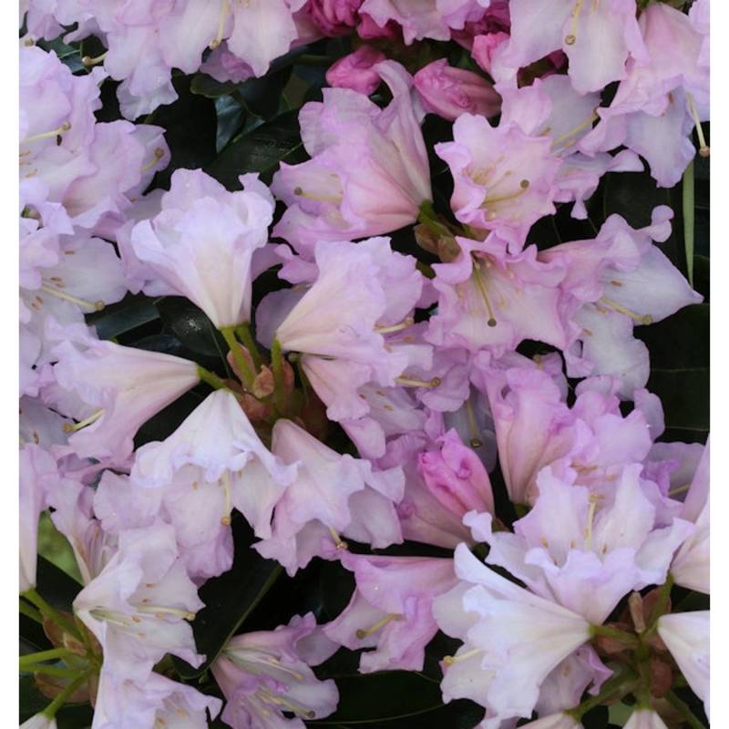 Großblumige Rhododendron Dufthecke Rosa 60-70cm - Alpenrose von Die Nr-01.de