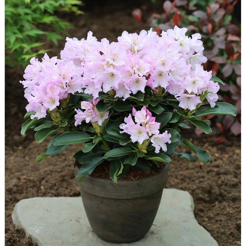 Großblumige Rhododendron Dufthecke lila 30-40cm - Alpenrose von Die Nr-01.de