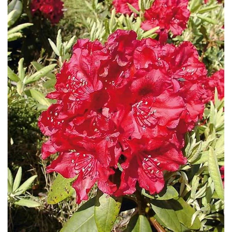 Großblumige Rhododendron Erato 30-40cm - Alpenrose von Die Nr-01.de
