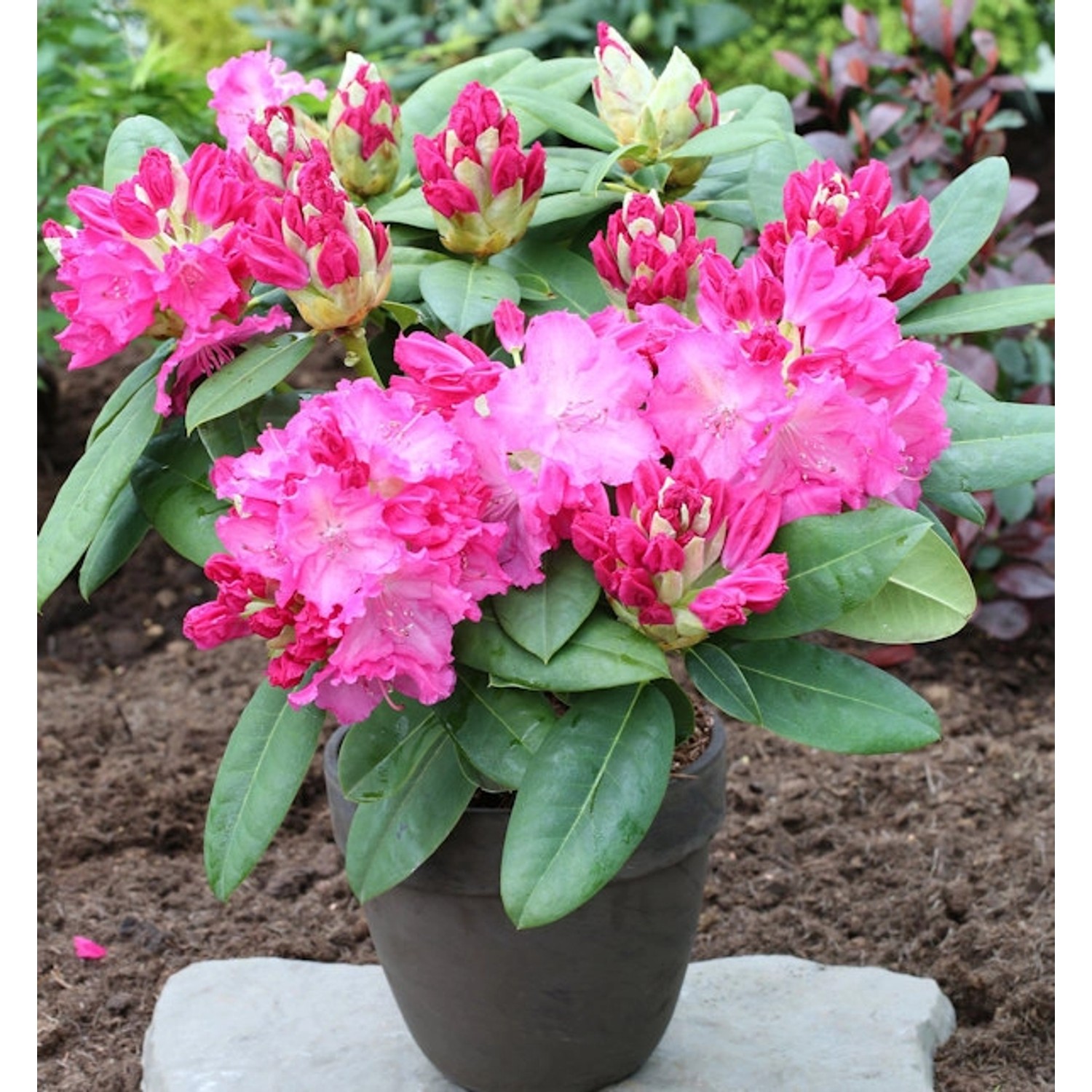 Großblumige Rhododendron Germania 30-40cm - Alpenrose Großblumige Rhododendron Germania 30-40cm - Alpenrose von Die Nr-01.de