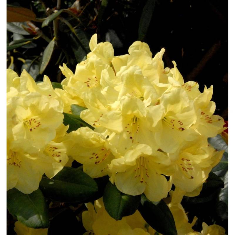 Großblumige Rhododendron Goldinetta 40-50cm - Alpenrose von Die Nr-01.de
