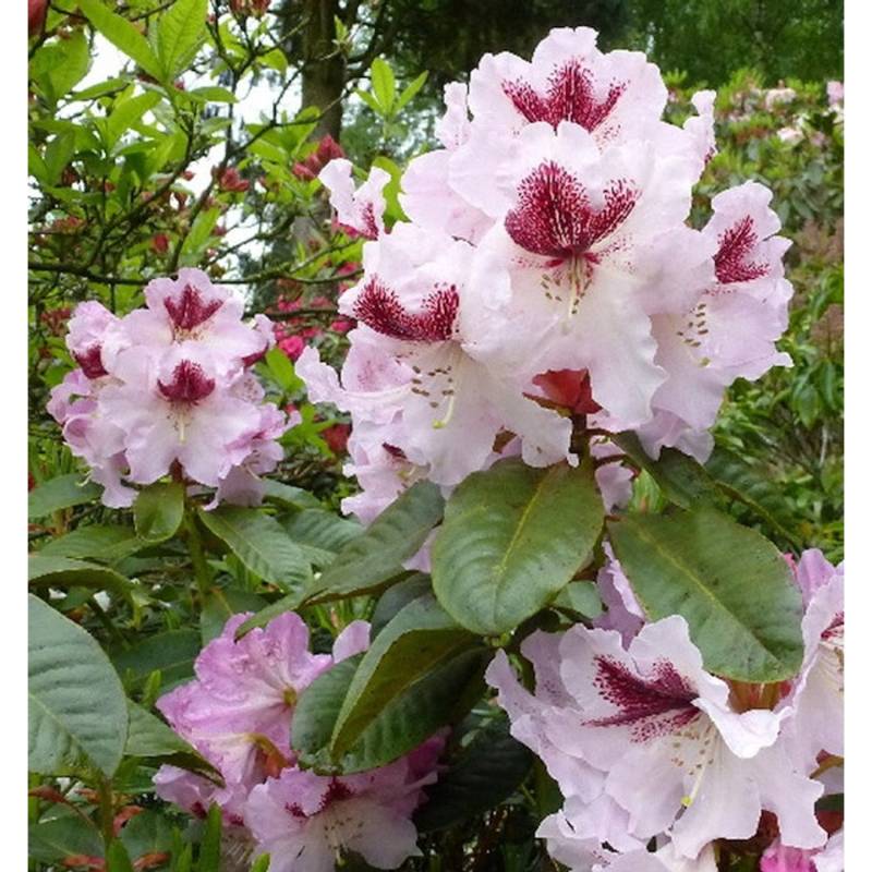 Großblumige Rhododendron Herbstfreude 30-40cm - Alpenrose Großblumige Rhododendron Herbstfreude 30-40cm - Alpenrose von Die Nr-01.de