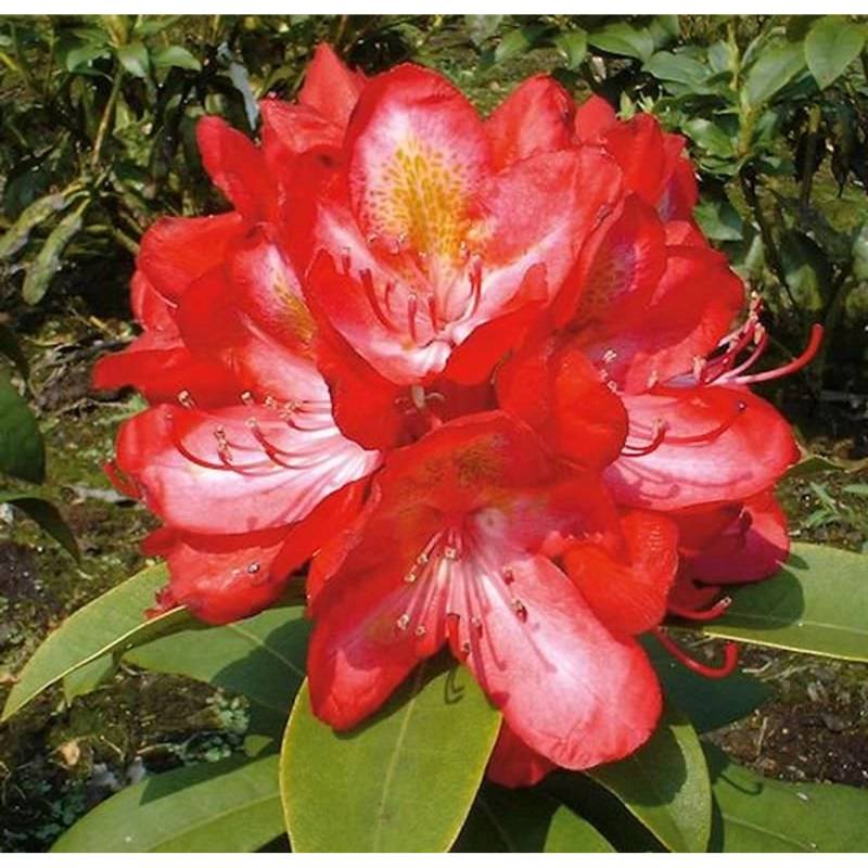 Großblumige Rhododendron Junifeuer 30-40cm - Alpenrose von Die Nr-01.de