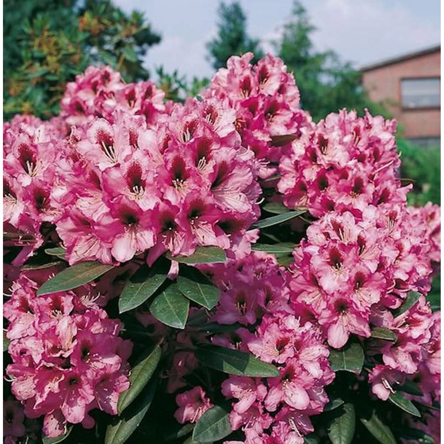 Großblumige Rhododendron Kokardia 30-40cm - Alpenrose Großblumige Rhododendron Kokardia 30-40cm - Alpenrose von Die Nr-01.de