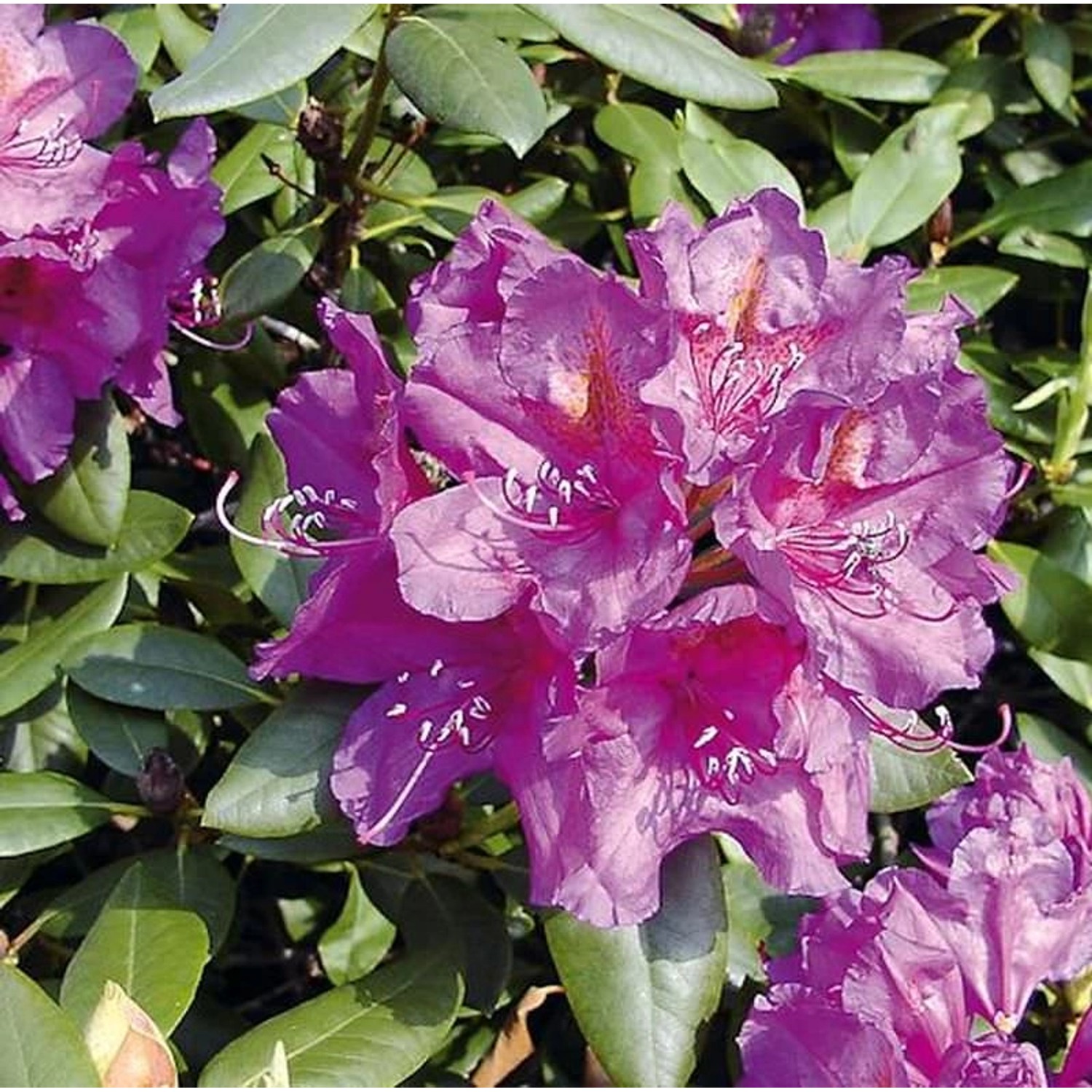 Großblumige Rhododendron Lee´s Dark Purple 30-40cm - Alpenrose Großblumige Rhododendron Lee´s Dark Purple 30-40cm - Alpenrose von Die Nr-01.de