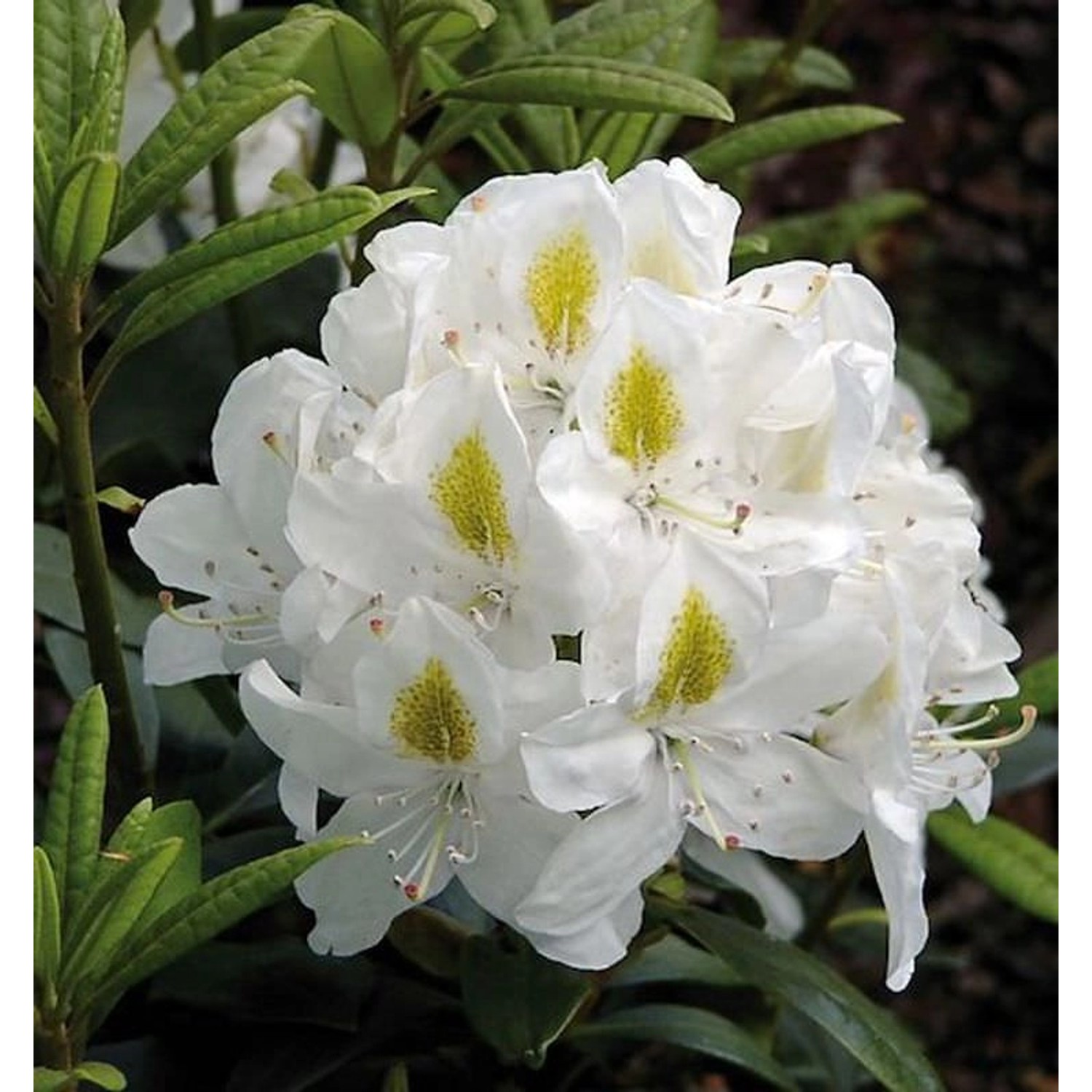 Großblumige Rhododendron Madame Masson 60-70cm - Alpenrose Großblumige Rhododendron Madame Masson 60-70cm - Alpenrose von Die Nr-01.de
