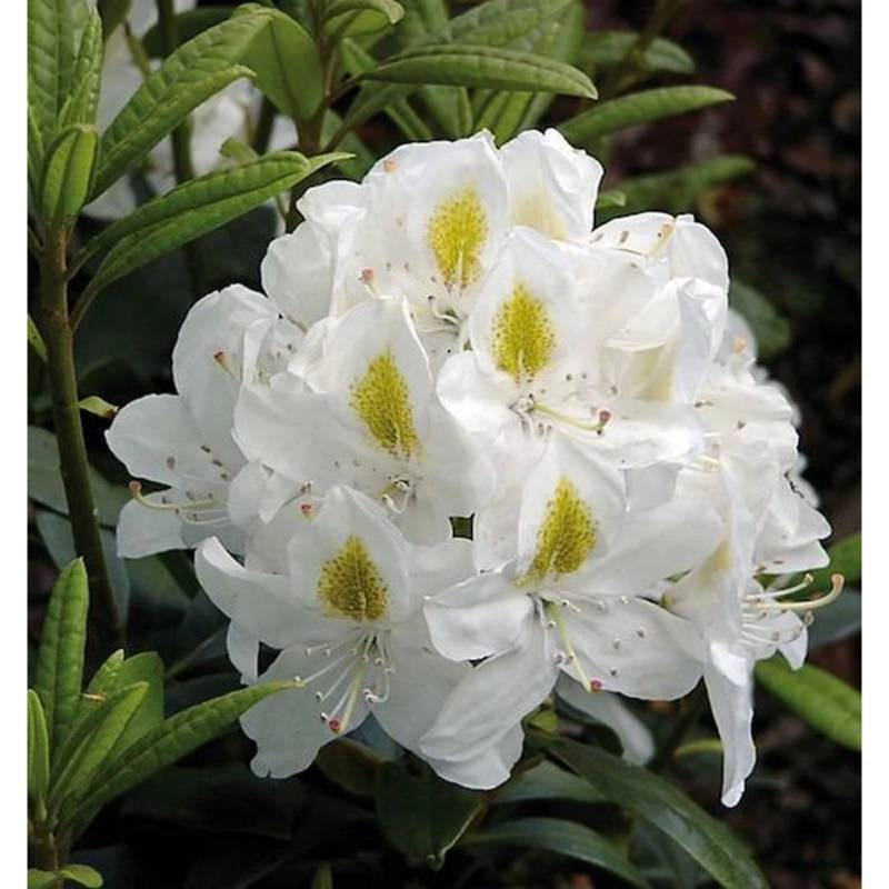 Großblumige Rhododendron Madame Masson 60-70cm - Alpenrose Großblumige Rhododendron Madame Masson 60-70cm - Alpenrose von Die Nr-01.de