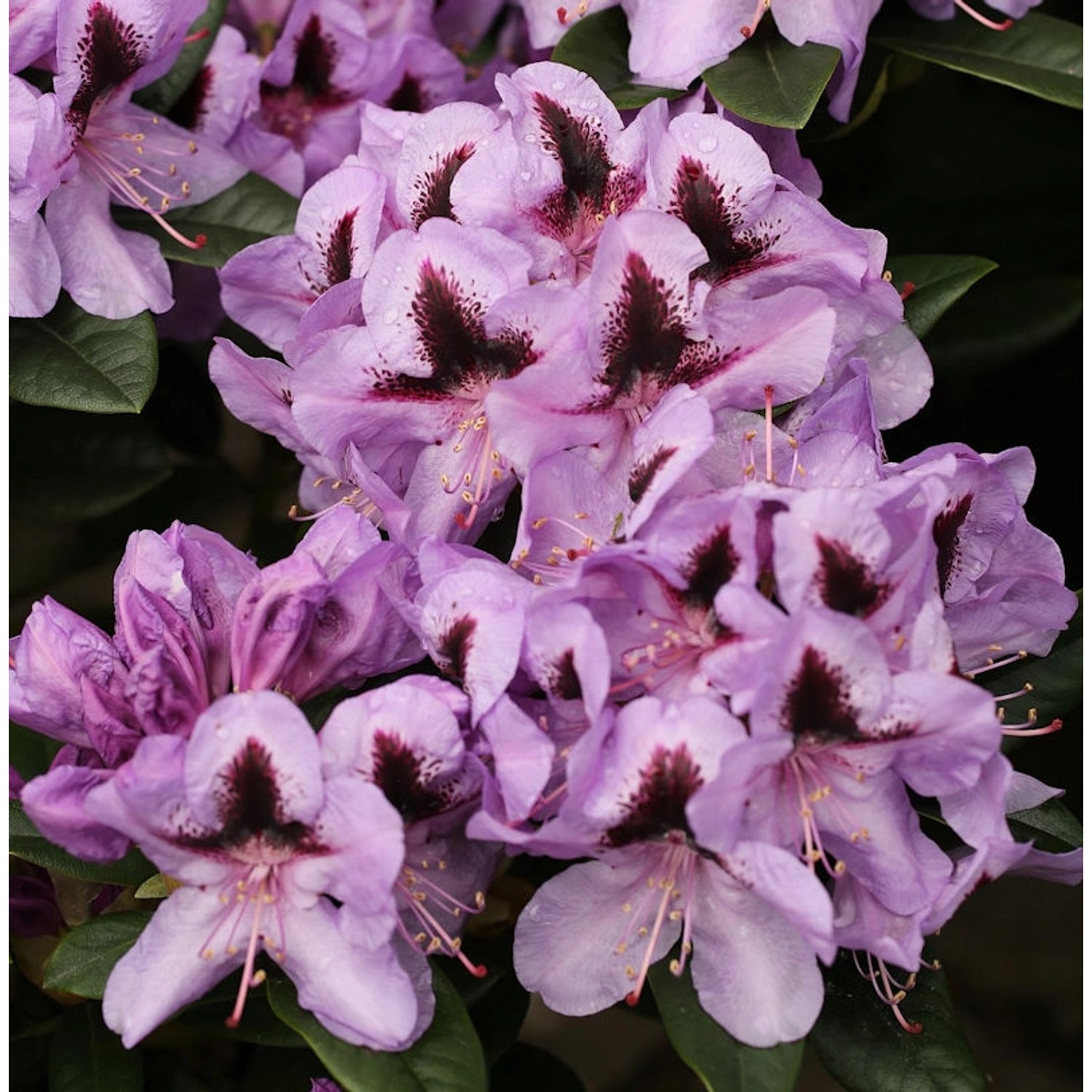 Großblumige Rhododendron Metallica 30-40cm - Alpenrose Großblumige Rhododendron Metallica 30-40cm - Alpenrose von Die Nr-01.de