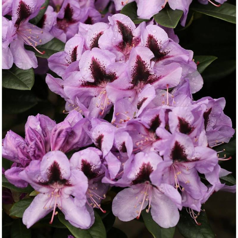 Großblumige Rhododendron Metallica 30-40cm - Alpenrose Großblumige Rhododendron Metallica 30-40cm - Alpenrose von Die Nr-01.de