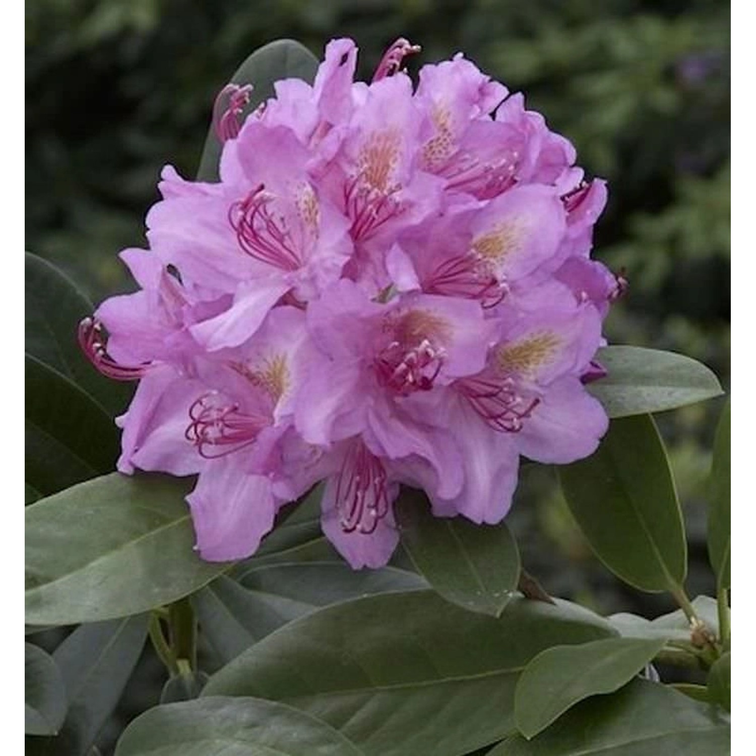 Großblumige Rhododendron Pink Purple Dream 70-80cm - Alpenrose Großblumige Rhododendron Pink Purple Dream 70-80cm - Alpenrose von Die Nr-01.de