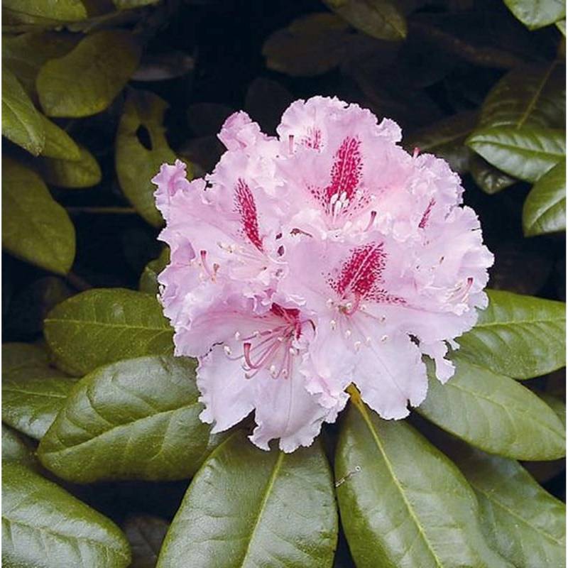 Großblumige Rhododendron Progrès 60-70cm - Alpenrose Großblumige Rhododendron Progrès 60-70cm - Alpenrose von Die Nr-01.de